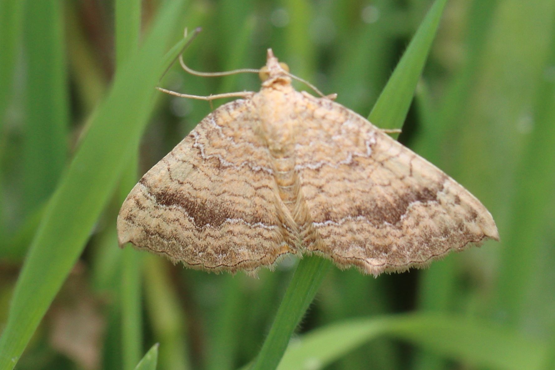 Photo of Yellow Shell (Camptogramma bilineata)
